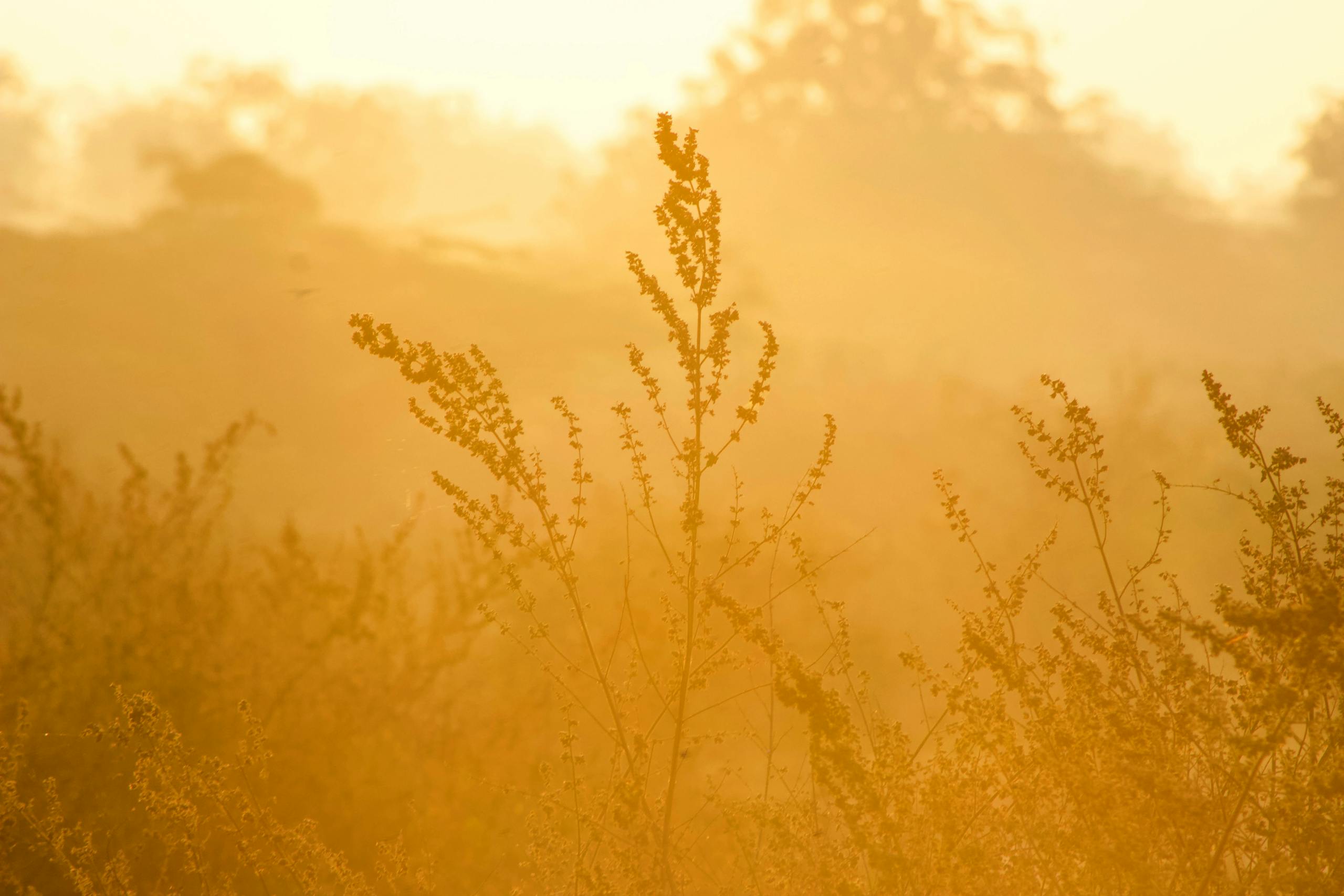 nervous system coach